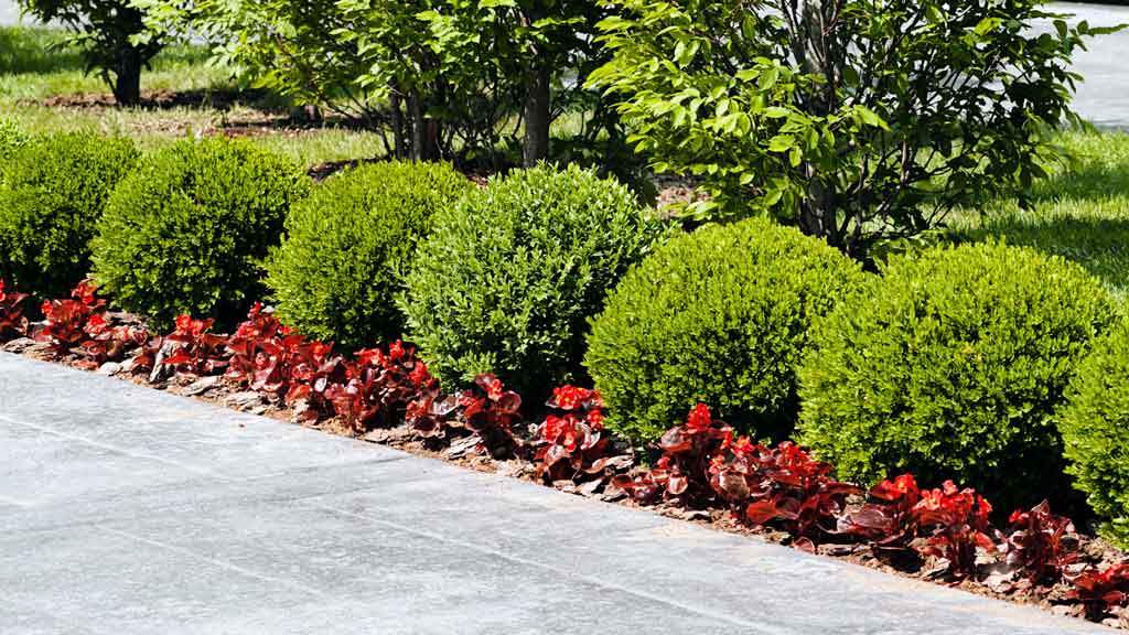 pines landscaping